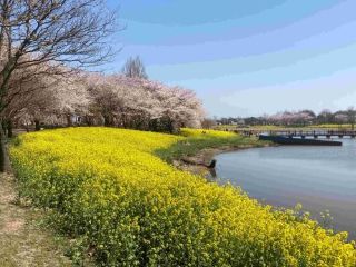 お花見ツアー